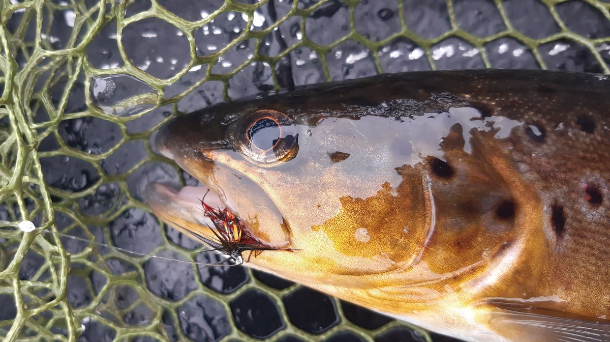 I didn't know my hands could get so cold. Few hours up in Snowdonia today in a boat. Bloody freezing, no fly life but a dozen to the boat on intermediates. Not much prettier than a wild Welsh Brown trout from a pollution free Llyn.