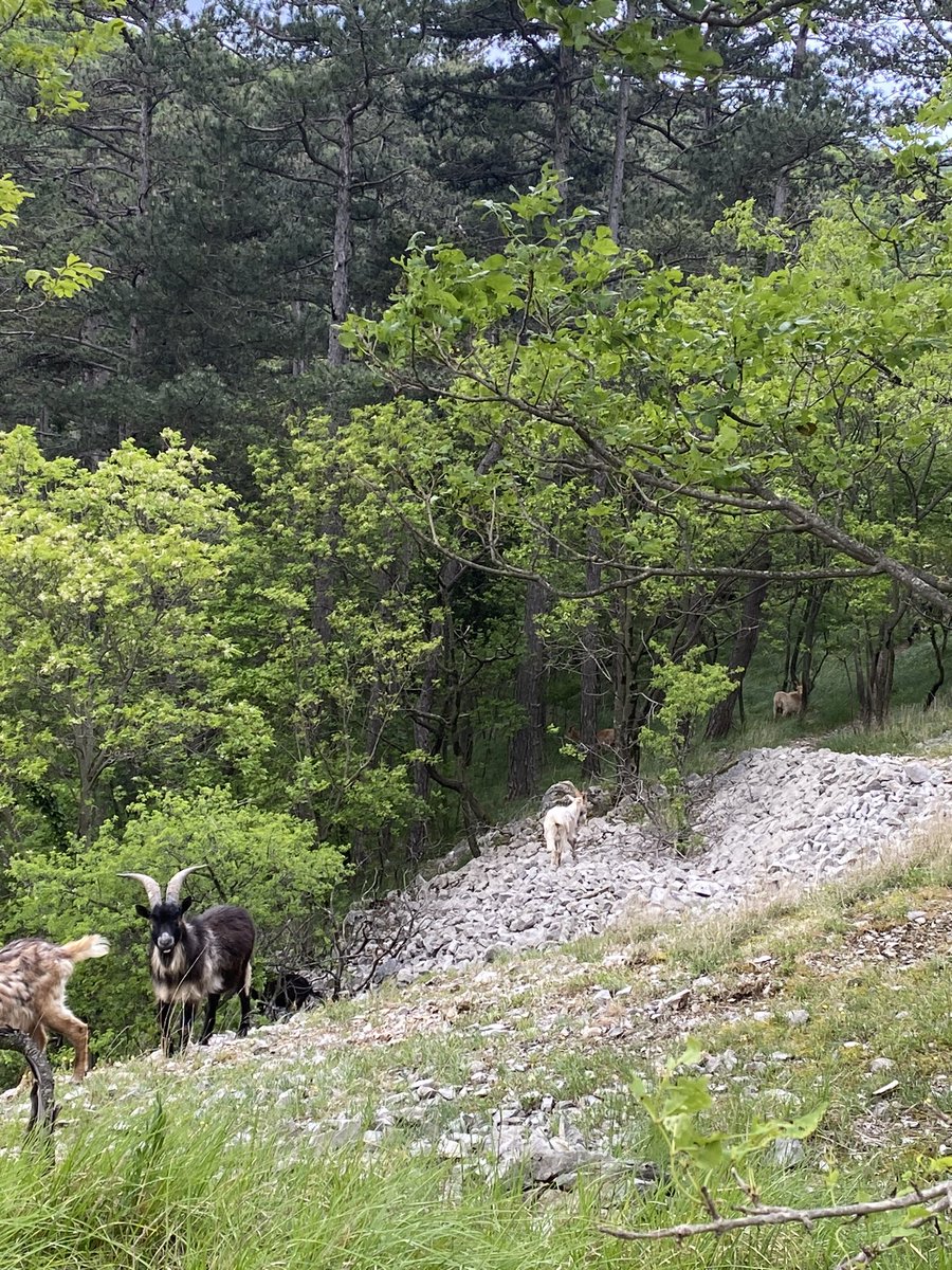 Draga…. Carso e caproni 🌺🌺🌺