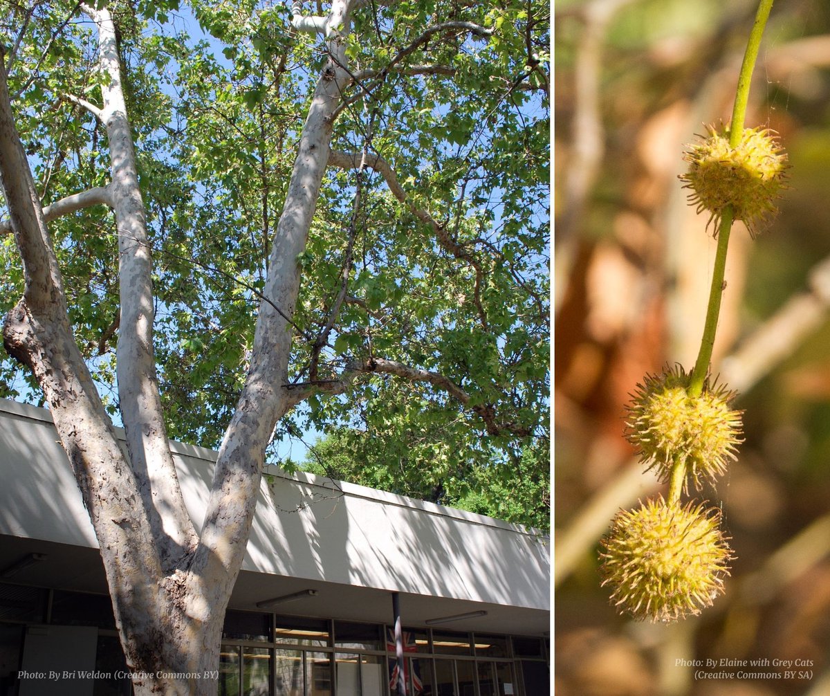 caufc's tweet photo. Continuing our journey through our most common urban trees. 

https://t.co/CmJMeWjT9Y

13. Platanus racemosa (Western Sycamore) 🍃 
- distinctive peeling bark 
- large leaves
- riparian habitats
Fun fact: 
- bark used for baskets &amp; shelters

#weneedtrees #catrees https://t.co/EBqNZGhUpt
