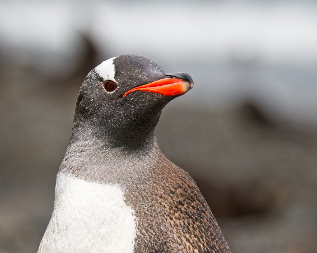 Gentoo Penguin - South Georgia #WorldPenguinDay