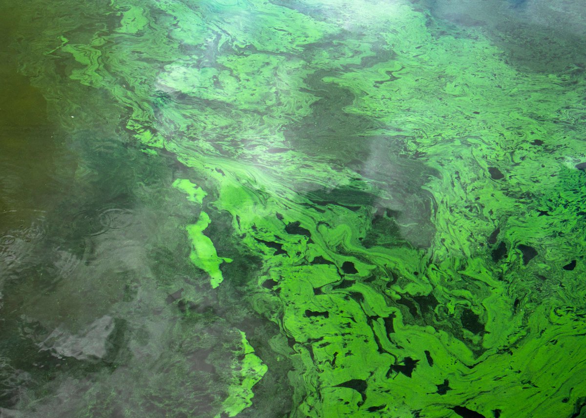 Algae blooms & cyanotoxins: what you need to know hydroviv.com/blogs/water-sm… @thewaterloop @dcwiertny @TheWheltonGroup @ProfSecchi @DrIanWeissman @riverkeeper @waterkeeper @TNRiverkeeper @PRiverkeeper @WaterkeepersA @BWRiverkeeper @CRKeeper @EdistoFriends @SoundRiversNC