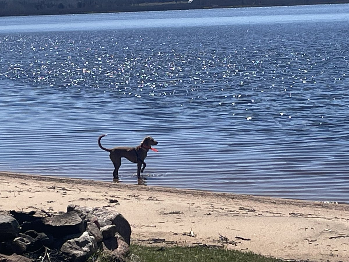 No bugs at the beach today