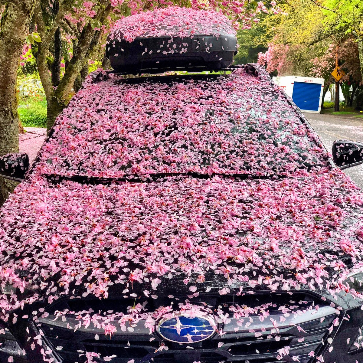 PETAL TO THE METAL… if you’re new to Oregon, this happens when you park under flowering trees during heavy rain storms.  Your car immediately transformed into a parade float. Always good to carry an emergency flower shovel 😬.  Stay pink out there #LiveOnK2 #Portland #pink