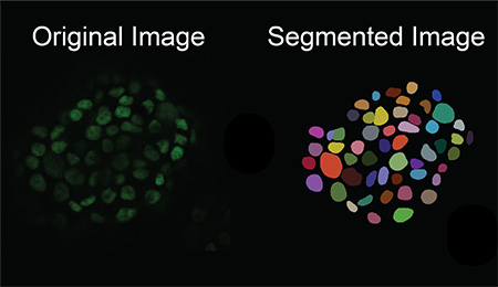 Distinguishing cells from their background is extremely time-consuming for humans, but @ucsc researcher @Ali__Shariati__ has developed an image generation AI model that can create the synthetic data needed to train AI to do this task more efficiently: news.ucsc.edu/2024/04/sharia…