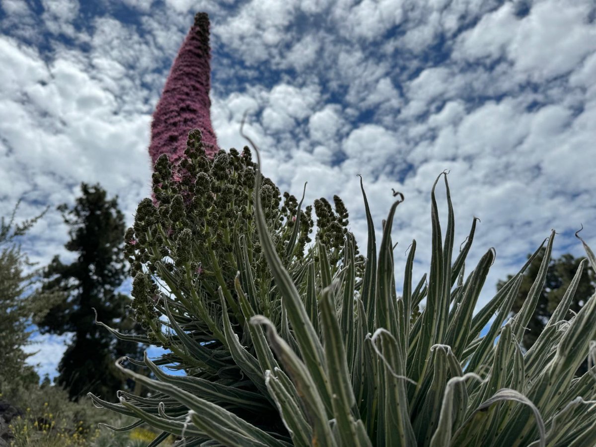 La floración de los tajinastes rosados 🌸 del PN Caldera de Taburiente va adelantada este año.  Estos individuos son los descendientes de las siembras que realizó el parque nacional en la zona de distribución potencial de la especie en 2006 y 2009. 🌱  Qué buen color, ¿no? 🎨💪