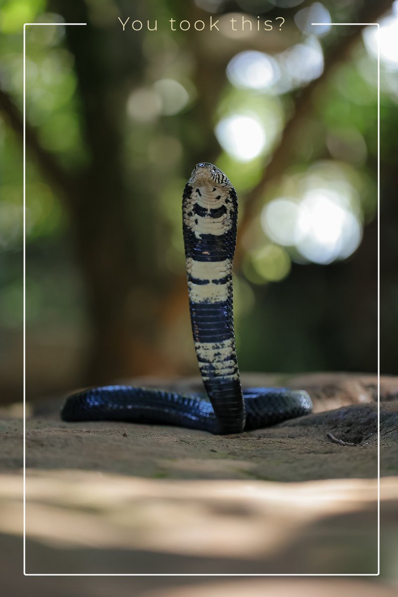 African Forest Cobra from Uganda🇺🇬 📸 @saadShots