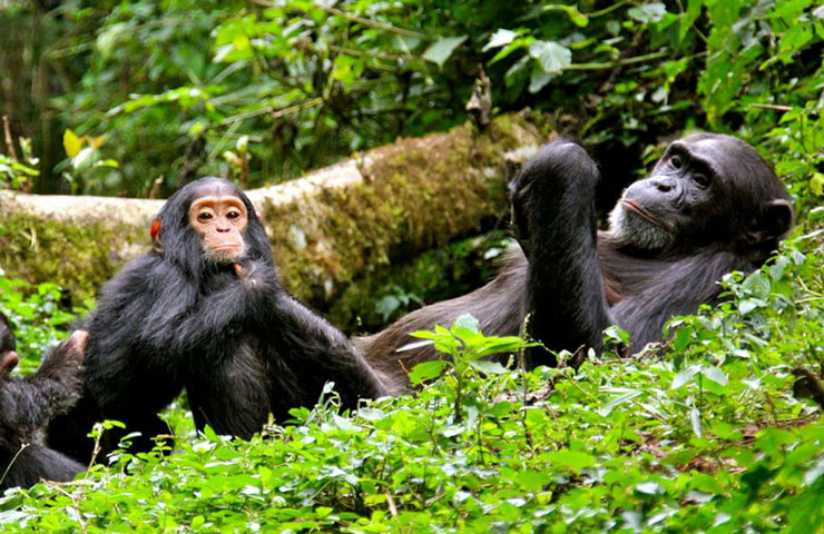 'Exploring the lush greenery and diverse wildlife of Nyungwe National Park with @kigali247taxi 🌳🐒 #adventureawaits #naturelovers'