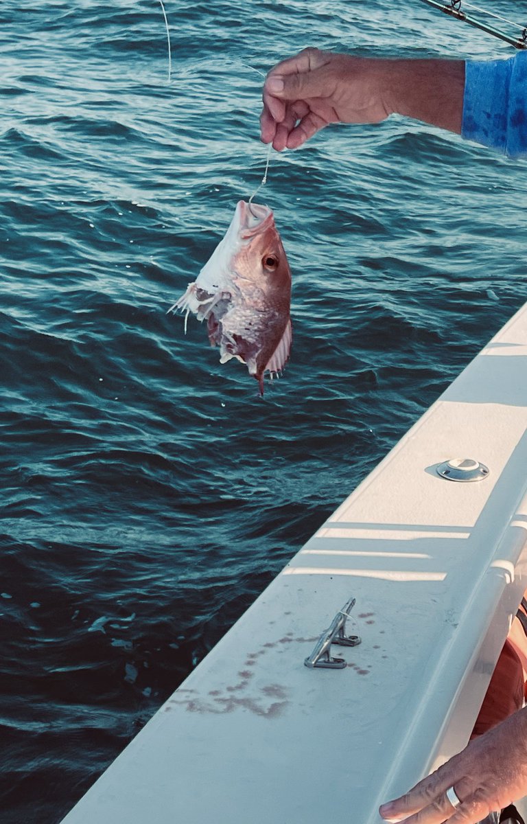 My first red snapper literally got eaten by a shark on its way up. I saw the shark eating it as I was reeling it in lol