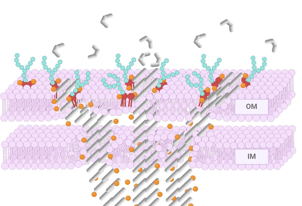 Read our latest #research about killing mode of #antimicrobialpeptides towards #gramnegativebacteria, published with <a href="/SpringerNature/">Springer Nature</a> in <a href="/NatureComms/">Nature Communications</a> :
 👉nature.com/articles/s4146…
Congrats to <a href="/BattiouiKamal/">Kamal Battioui</a> <a href="/BekeSomfai/">Tamás Beke-Somfai</a>  <a href="/QuemeMayra/">Mayrita Quemé</a> <a href="/ZoltanDVarga/">Zoltan Varga</a> and all the others ! 🥳