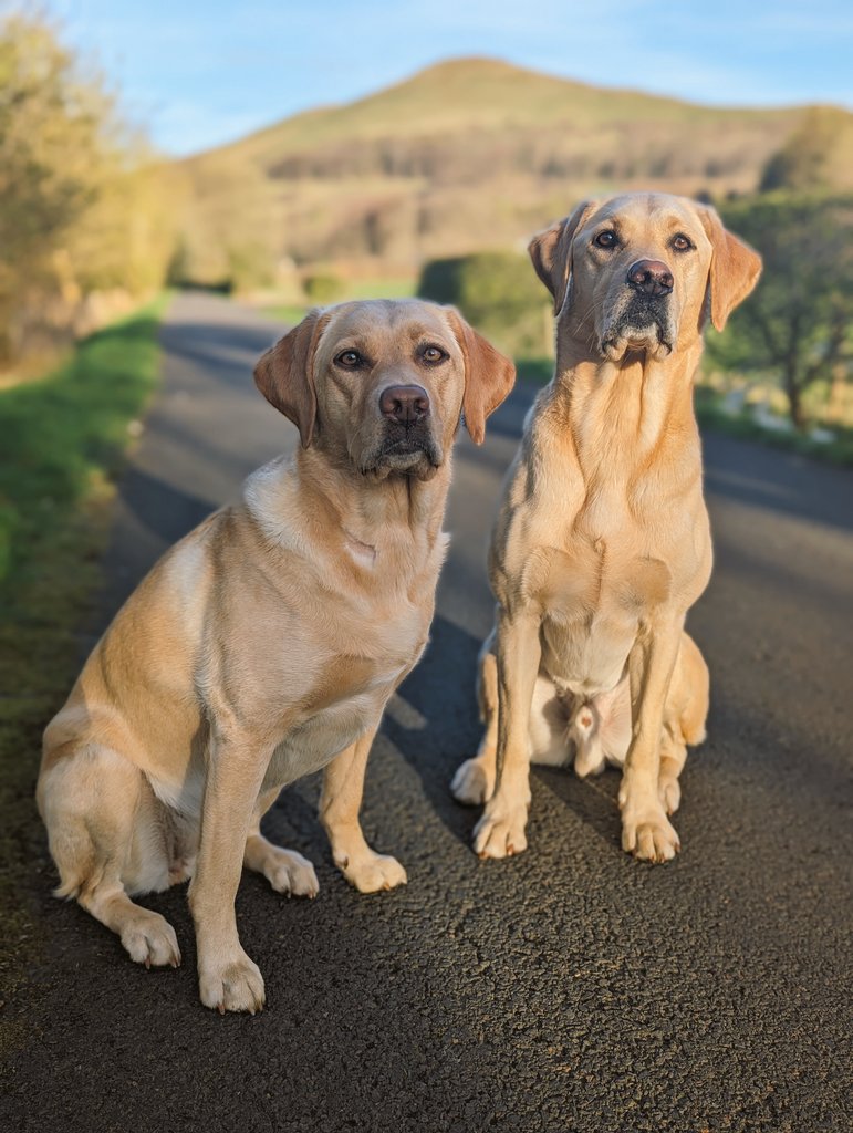 'From tartan trails to misty moors, Scotland's dogs have tales galore!'
#dogsoftwitter #dogs #dog #labrador