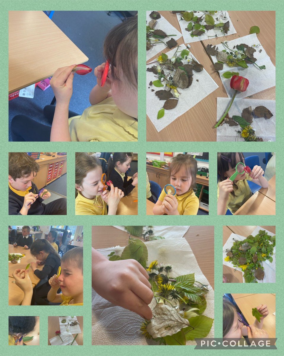 Room 4 took their STEM learning outdoors & indoors today! We carried out some Science Enquiry relating to flowers & leaves and used our investigating skills to analyse resources found in nature! We loved using our new magnifying glasses 🔍 🌳 🌸@SLC_RAiSE