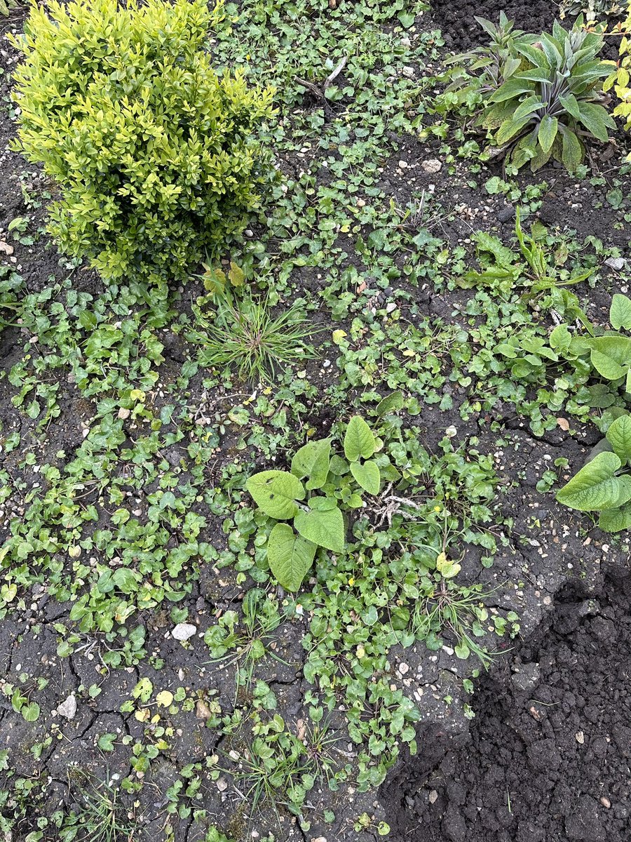 Two days into weeding this border at work. This border was flooded for weeks over winter so I’ve not been able to get on it to weed out all that celandine🤣 A few bits died but it’s surprising just what has tolerated the wet. #TheMedleyWalledGarden