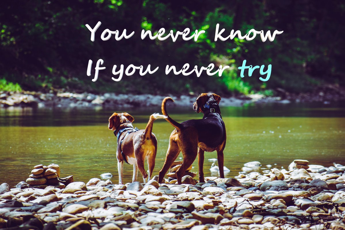 You never know if you never try! #animal #petstagram #selfcare #lifestyle #art #etsyshop #homedecor #GIFTNIFTY #viral #Happiness #SuccessMindset #Goal #Motivation #mentalhealth #inspirational 
OptimisticDreamerGB.etsy.com
Good-Vibes-313.creator-spring.com