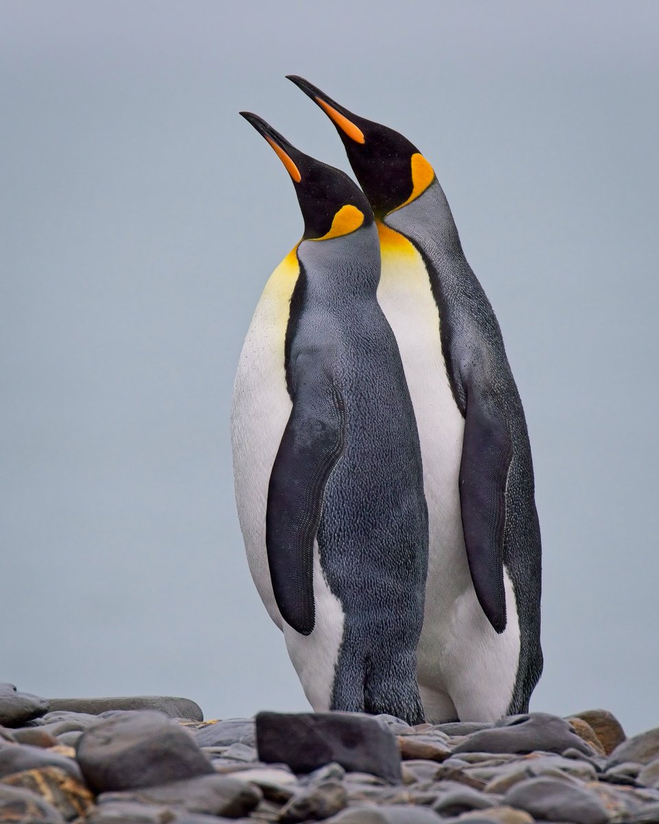 King Penguins - South Georgia #WorldPenguinDay