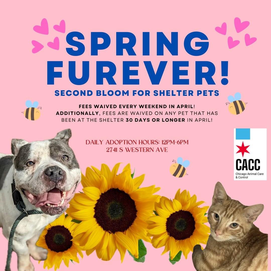 Adoption fees WAIVED for pets 30+ days & EVERY WEEKEND this month! Open your heart & home to a deserving friend! #AdoptDontShop #ChicagoAnimals #CACC #ForeverHome