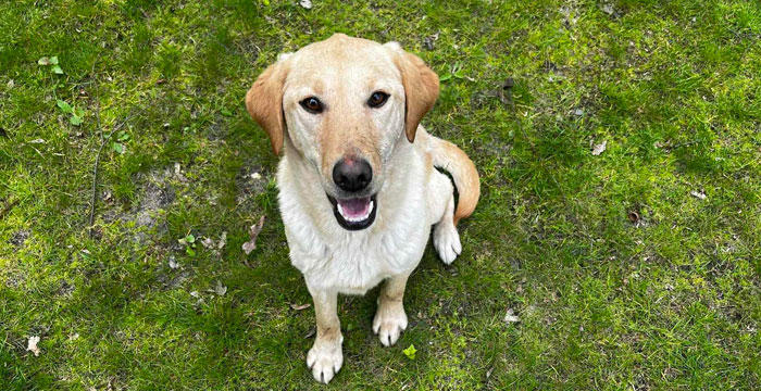 Fabi, ok. 2-letnia labusia do pilnej adopcji
Więcej: adopcje.labradory.org/fabi/
tel: 573981988, 510957071 #labradoryorg #labradorydoadopcji #labrador #labradorretriever #adoptujpsa