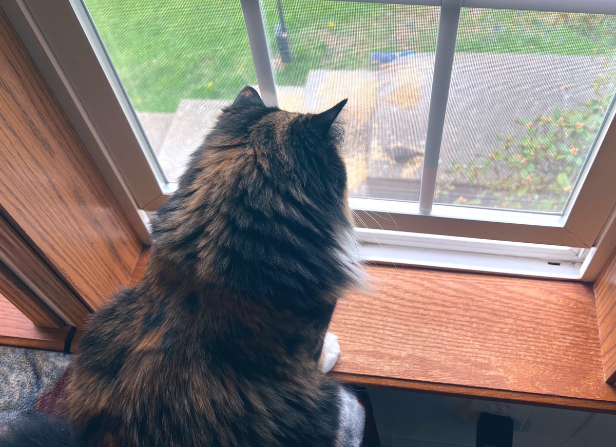 Doing mine #Hedgewatch in da window 🪟 dis morning an look 👀 what I’z saw 🙀 A blue jay 🐦 & a mourning dove 🕊️ 🤭😻What did youse find on youse watch today? ❤️😸😽#DogsOfTwitter #SeniorPup #ZSHQ #CatsOfTwitter #Morkies
#SuperSeniorCatsClub #Hedgewatch