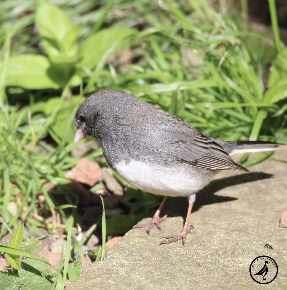 Happy to see the Dark-eyed junco this afternoon after missing it yesterday.

@Teesbirds1
@teeswildlife
@durhambirdclub
@nybirdnews
@natureUK
@natures_voice
@rspbbirders
@wildlifemag
@bbcspringwatch 
#birdphotography #wildlifephotography #naturephotography