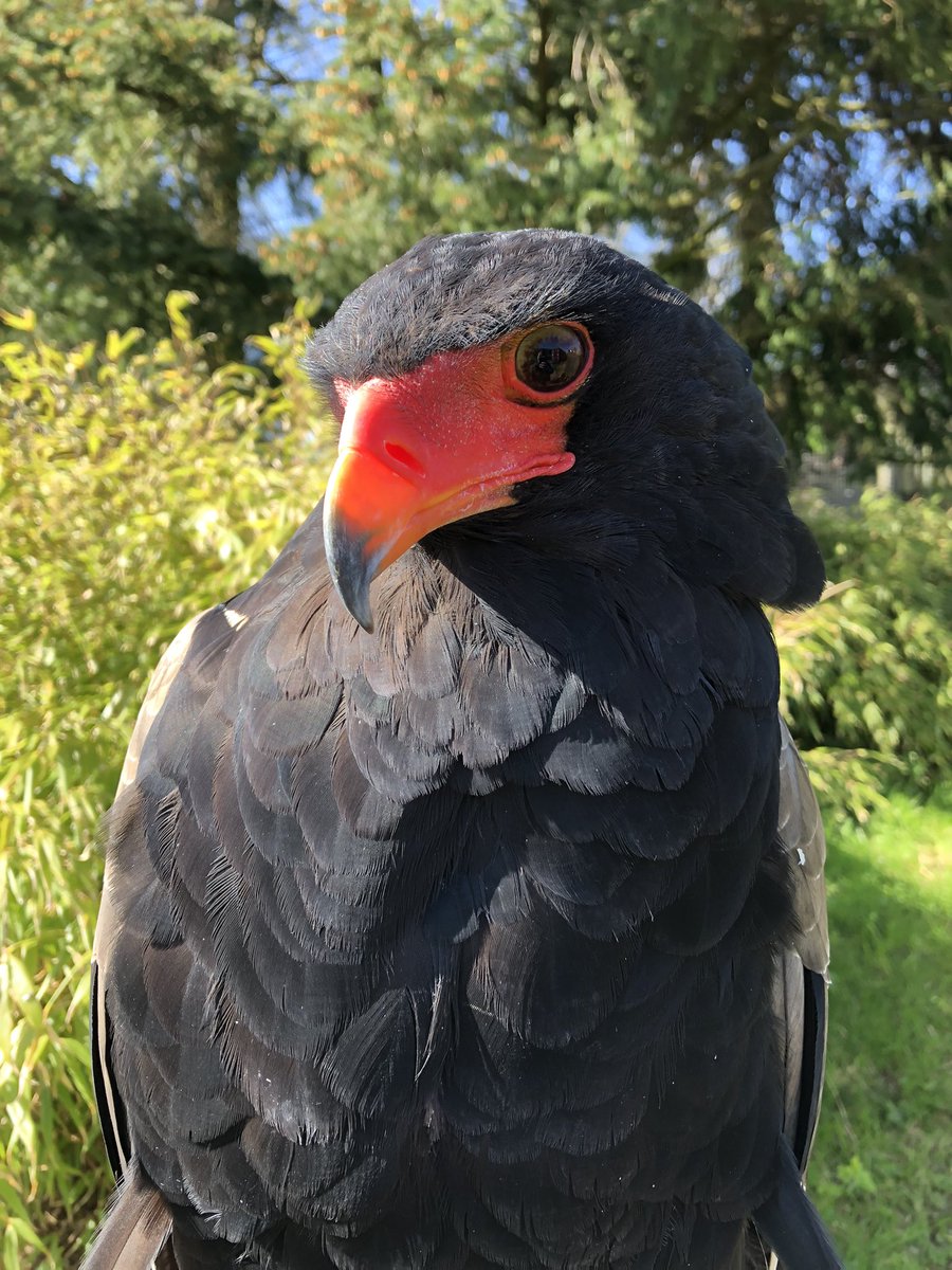 How gorgeous is Zulu our Bateleur Eagle?! 

Why not book in on a Bird of Prey Experience and get to fly Zulu & some of her feathered friends?

#bateleureagle #bateleur #eagle #birdofprey #terathopiusecaudatus  #birdofpreycentre #cumbernauld #scotland #thingstodo #dayout