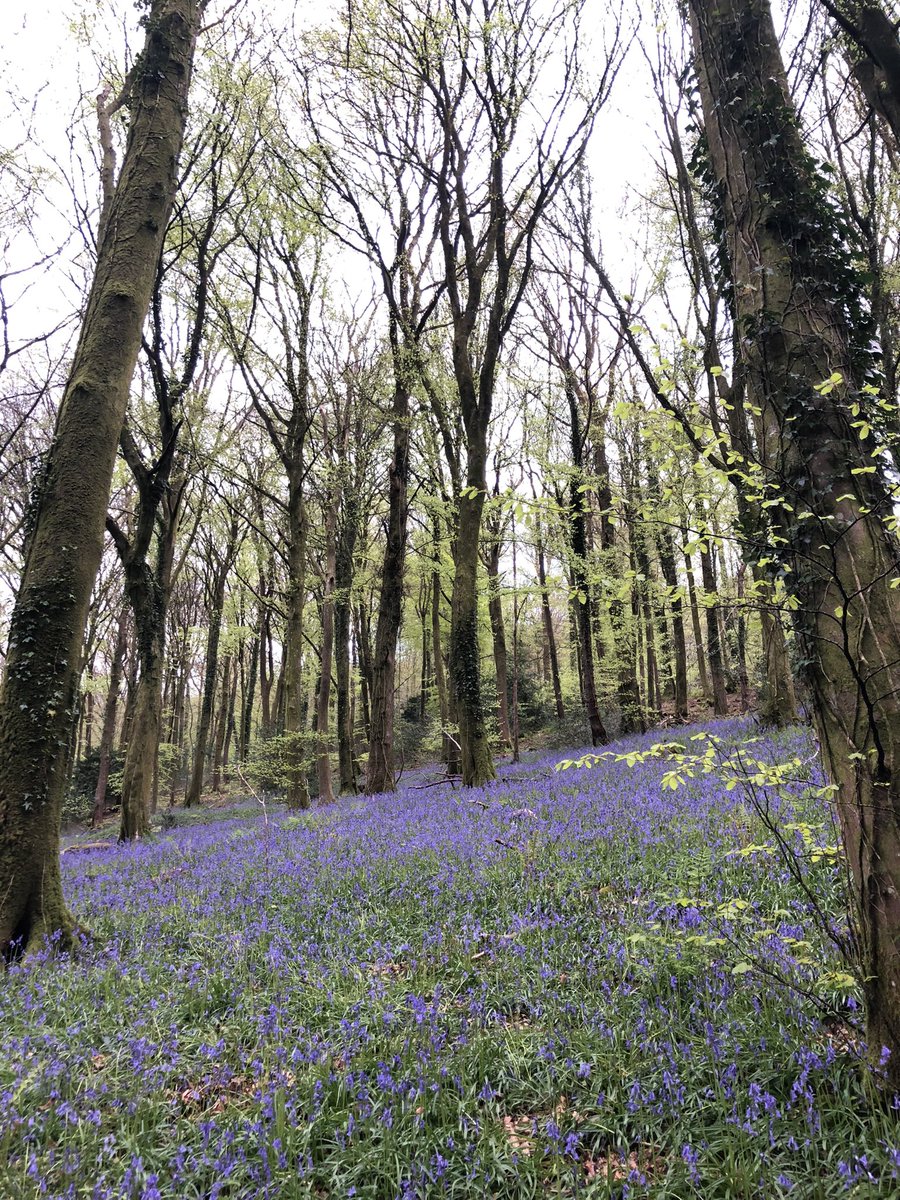 Bluebell therapy ❤️ The scent is divine. #wyevalley #blue #Bluebells