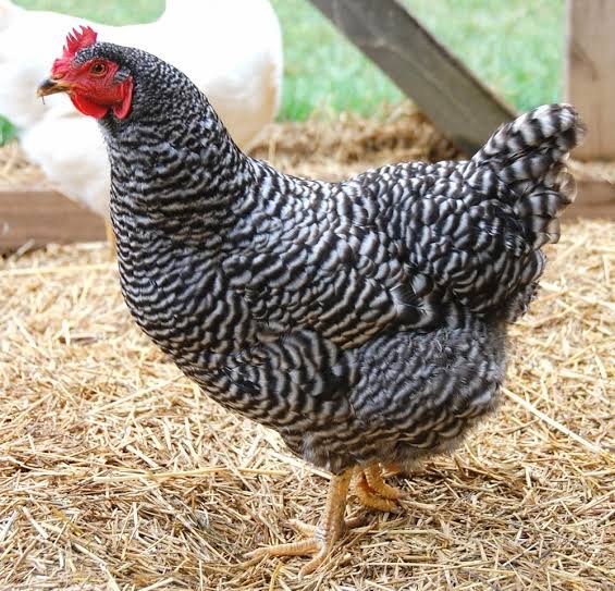 JohAgriculture's tweet photo. Did you know? In the 1960’s pure breeds of chickens were
introduced into the country and kept in small
numbers. These were Rhode Island Red,
Light Sussex, New Hampshire Red, Black
Australorps and white leghorns. https://t.co/owTIQIVifK