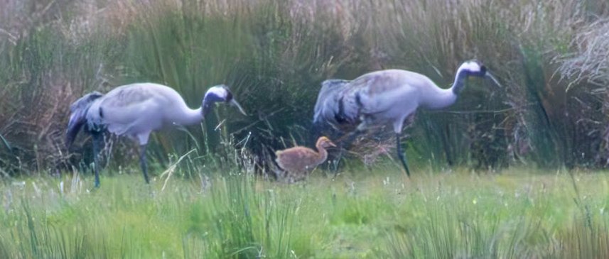 Growing rapidly - Crane family at Willow Tree Fen this afternoon.