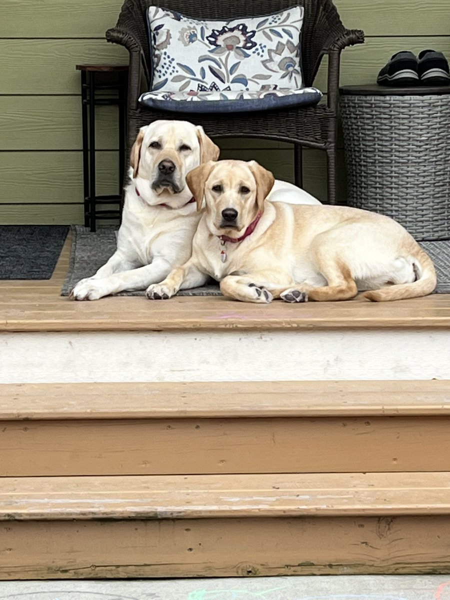 Couple watch dogs keeping a close eye on things likely prior to a 2nd breakfast & third nap this morning. 💤 #Charlie #Daisy 
#Lablife 🐾🦴🦮