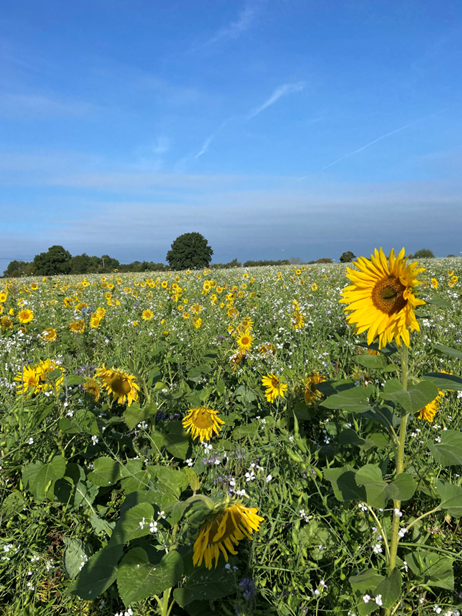 JoeCluley4's tweet image. SUMMER COVER CROPS 
Where do they fit and how can you make them a success? ☀️🌾A thread 👇