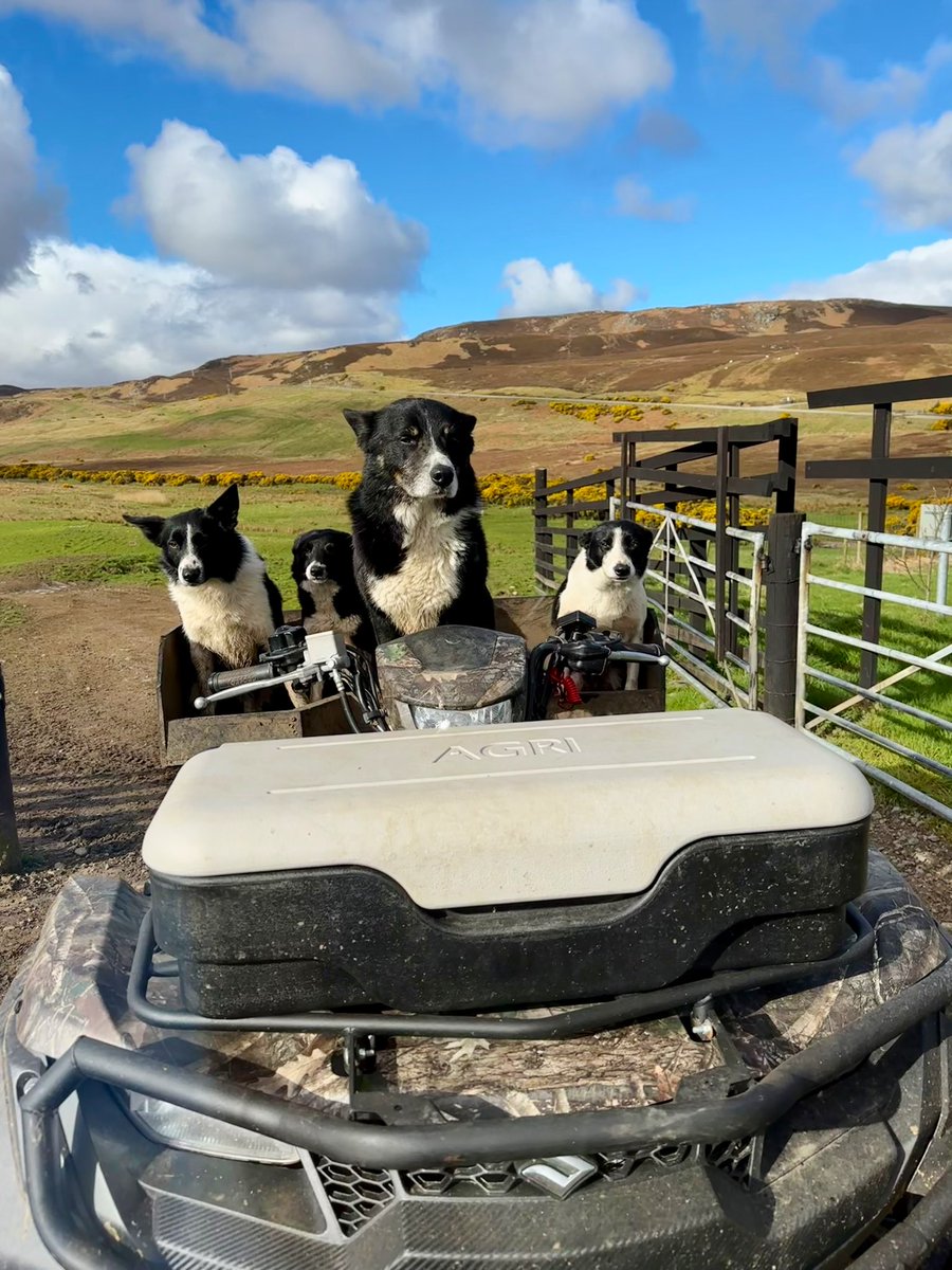 The search party for wayward ewe. You’ll find her in the top left corner of rocks. Well camouflaged and very fly.