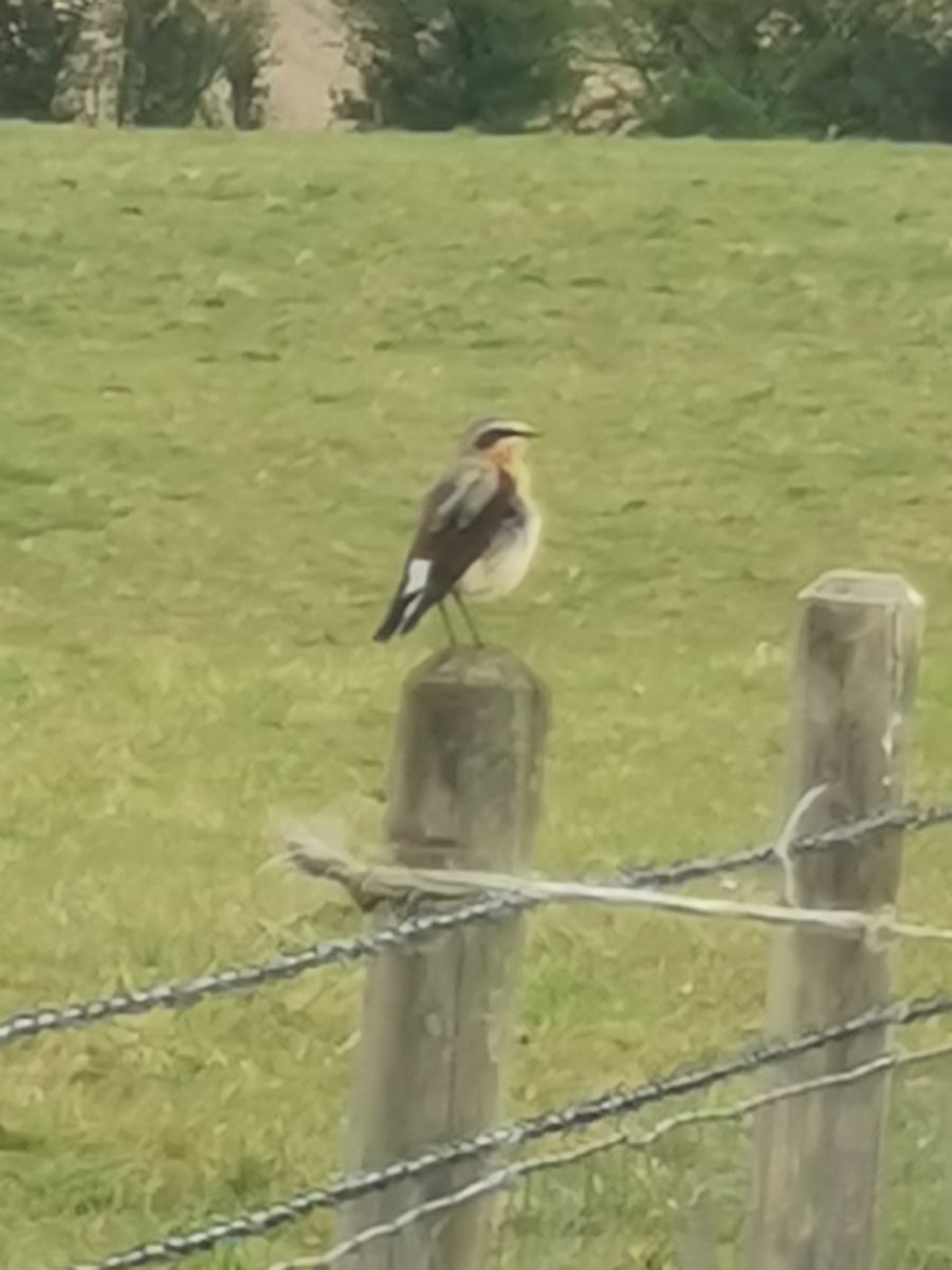 Been a busy few days. Two RSPB volunteer farm surveys completed. Highlights 4 Lesser Throat, 13 Wheatear and good numbers of Cornies. Today first Garden Warbler ringed 👍 retrapped a Reed Warbler from 2022 with a Chiffchaff and Long Tailed Tits from 2021 #wiltsbirds