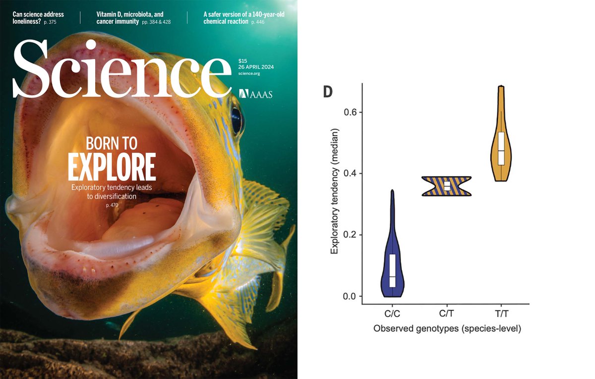 The role of exploratory behavior (and it’s genetic basis) in the adaptive radiation of cichlid fishes in Lake. See our latest work in @ScienceMagazine. Congrats to all including @emiliapsantos @_Bethan_Clark @m_matschiner @TschoppLab @millanek1 @WSalzburger @UniBasel_en