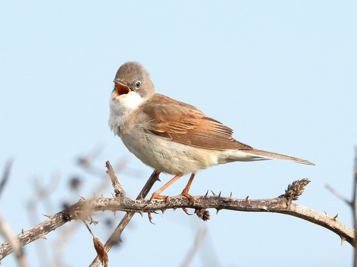 Whitethroat in full song on Beeston bump this morning