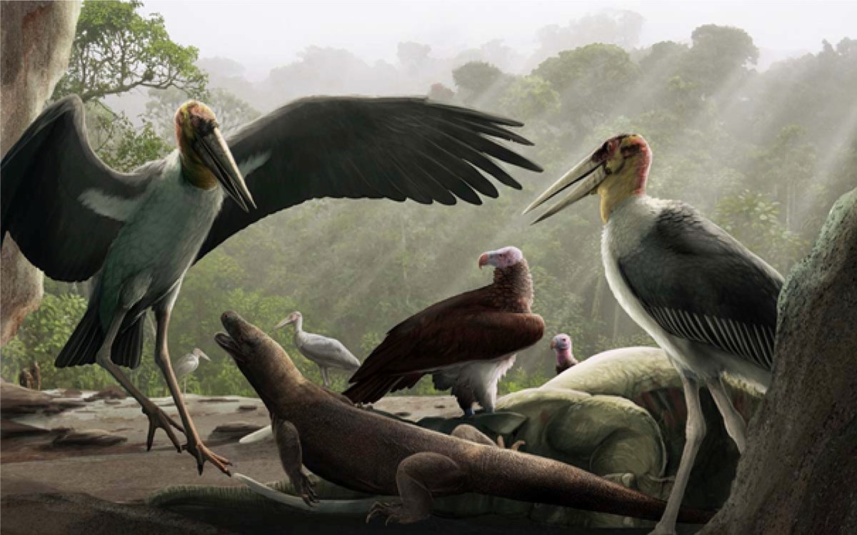For book research this week, I've been diving into the marabou stork found only at the hobbit cave, Liang Bua. Absolutely incredible bird, I am blown away by the image of these giant birds flying around Flores. nationalgeographic.com/science/articl… Art by Gabriel Ugueto @SerpenIllus