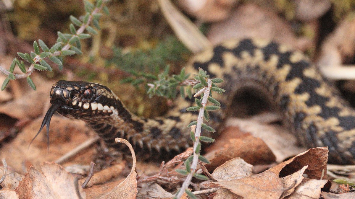 Hail showers and warm sunshine were the perfect mix for watching basking Adders today, a stunning silvery blue male and a dark brown female. Not often you get close to these amazing creatures!