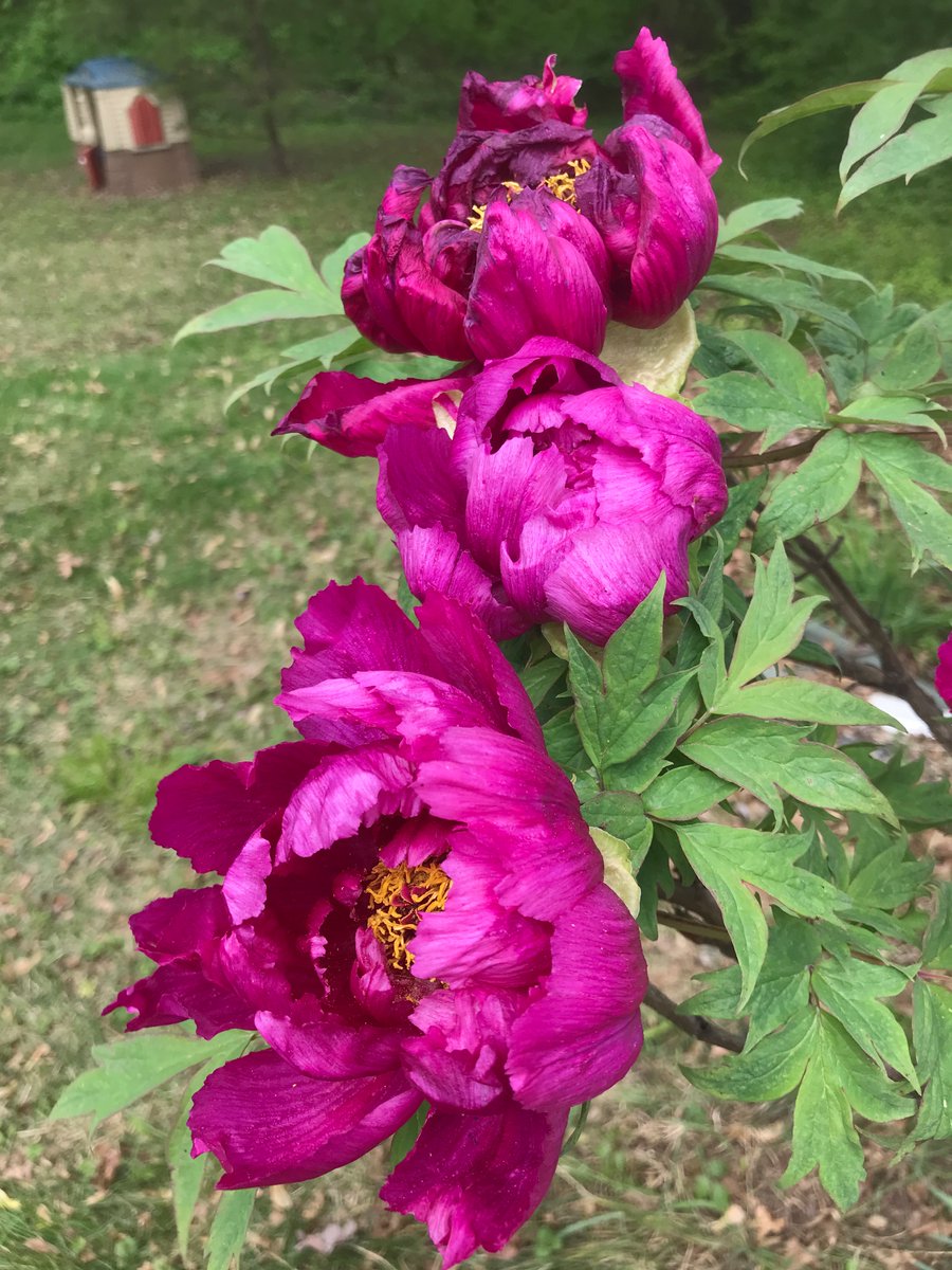 It’s Thursday which means it’s time for another round of #3sDay   -  Please QT or share your awesome trios, triplets and threesomes!

Tree Peonies - from last year!