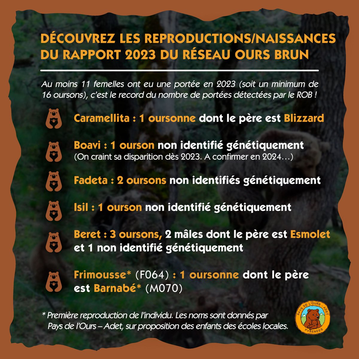 PaysDelOurs's tweet photo. 🐻🍼 En 2023, au moins 11 #ourses ont eu une portée dans les #Pyrénées (soit un minimum de 16 #oursons), c’est le record du nombre de portées détectées par le Réseau Ours Brun

Synthèse &amp; rapport complet du ROB : https://t.co/tYtjiTrbrI https://t.co/OgJn7wvknb