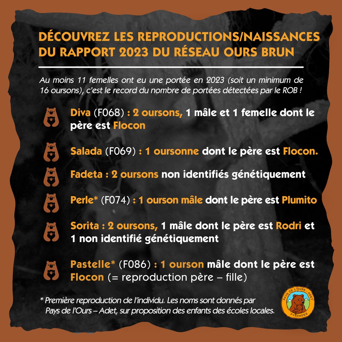 PaysDelOurs's tweet photo. 🐻🍼 En 2023, au moins 11 #ourses ont eu une portée dans les #Pyrénées (soit un minimum de 16 #oursons), c’est le record du nombre de portées détectées par le Réseau Ours Brun

Synthèse &amp; rapport complet du ROB : https://t.co/tYtjiTrbrI https://t.co/OgJn7wvknb
