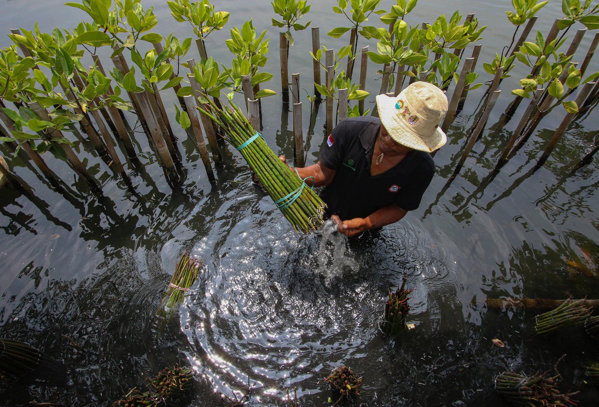 Mangroves are climate heroes, sequestering 5⃣x more carbon, protecting coastlines, & supporting livelihoods. Discover how @WB_AsiaPacific is scaling up efforts in Indonesia to preserve these vital ecosystems. ➡️wrld.bg/fqe050Qey66 @WorldBank