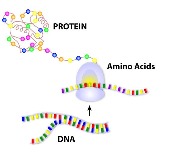 The human genome is akin to a script awaiting the amino 'actors'(proteins)to play their roles and fulfill their functions #DNADay24 @ScienceGuys_ @CbirtDirector @isciverse @ResearchGenome @TheHackbio @bioinformer @OdedRechavi @boas_pucker @karchlab @Kyle_Ireton @GENbio