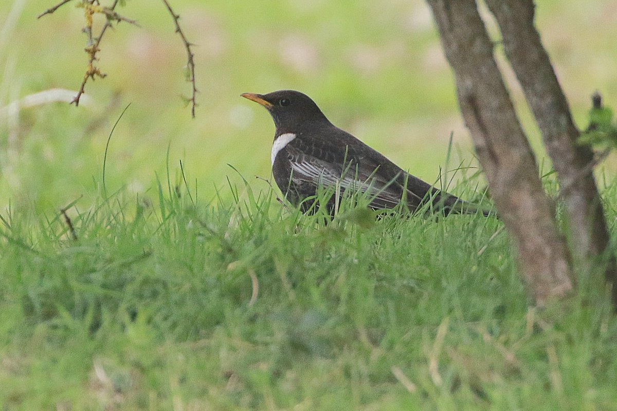 One of two male Ring Ouzel in the field north of Rimac car park (Saltfleetby-Theddlethorpe Dunes NNR) over the last couple of days @RareBirdAlertUK @Lincsbirding