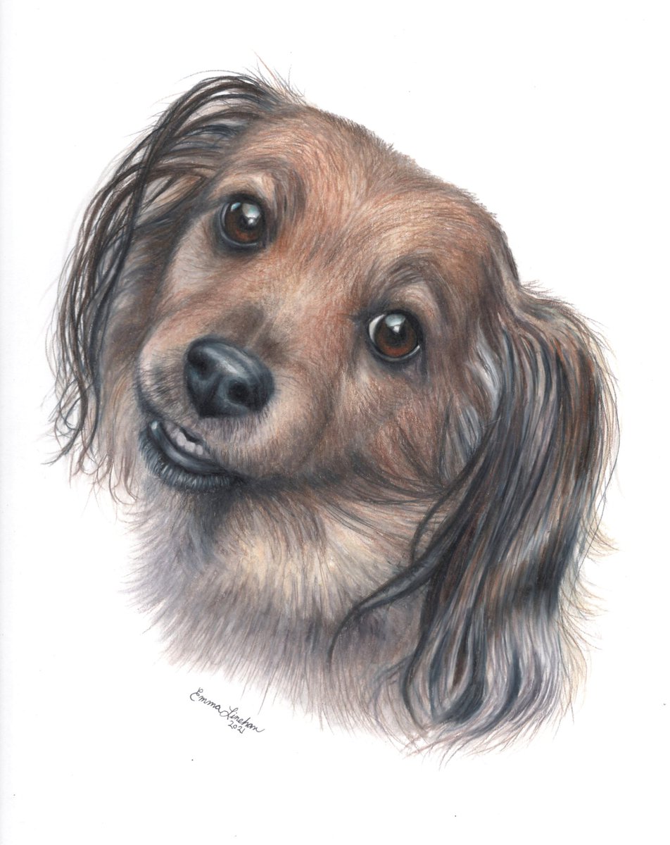 #custompetart #custompetportraits #petportaits #petpaintings #petdrawings #artistsontwitter #artistsonx