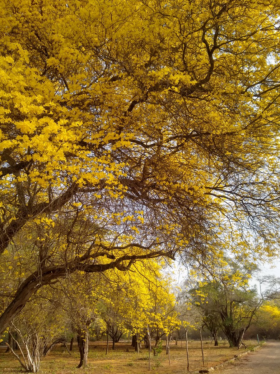 El Jardín Botánico de Maracaibo hoy.