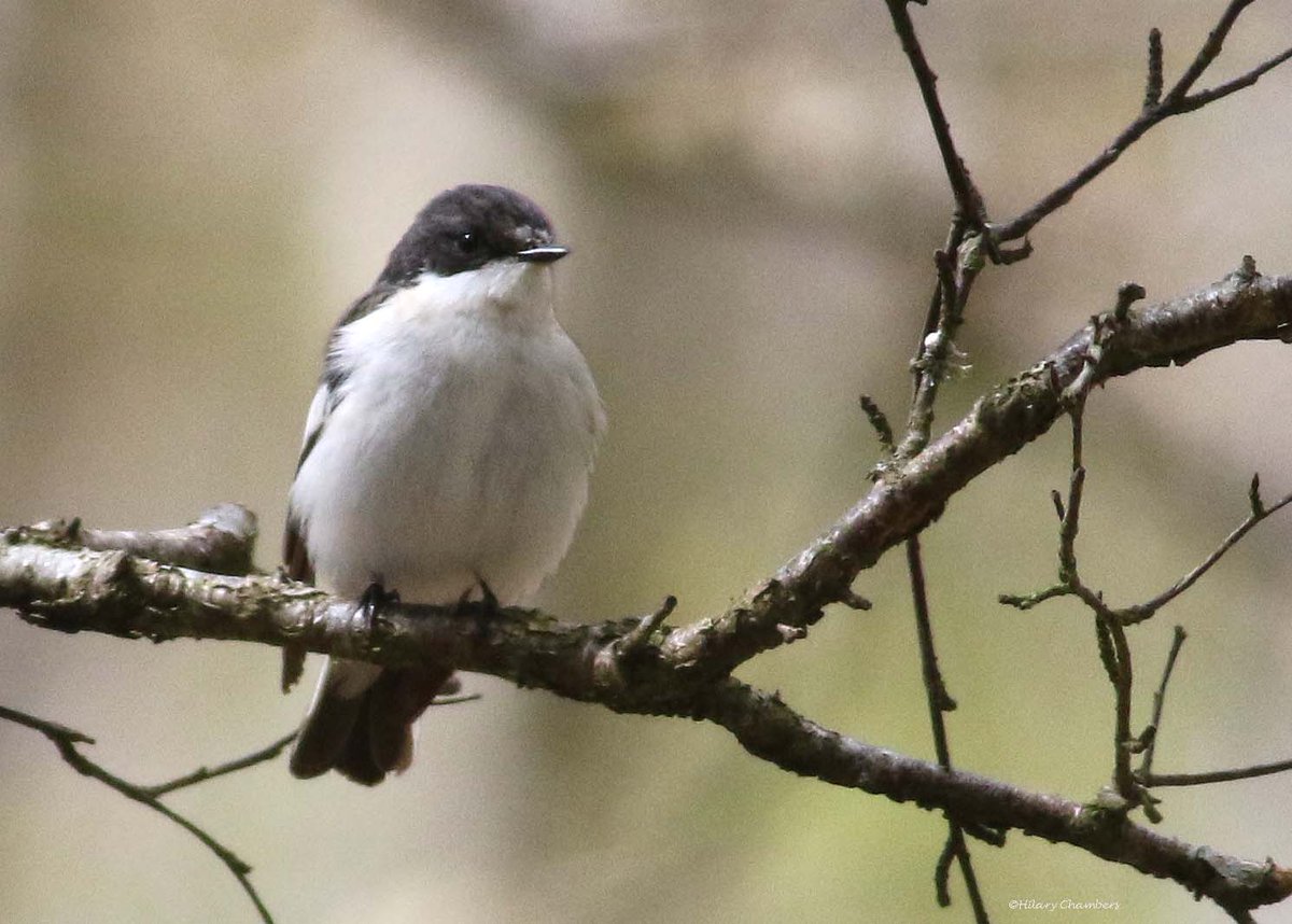 Pied Flycatcher singing and waiting for his mate to come. Still snowing a bit @DurhamBirdClub
