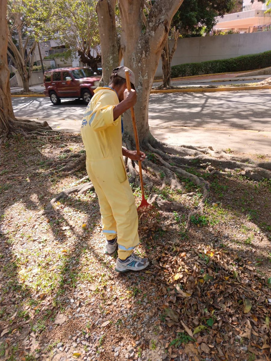 Nuestro equipo realiza  trabajos de limpieza y recolección de desechos vegetales en el parque de la avenida este 3 de #LosNaranjos. 
#SeguimosTrabajando