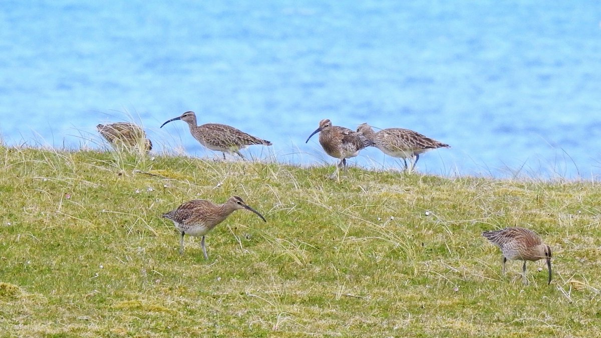 Whimbrels taking a pit stop at Allasdale, part of a hundred-strong flock feeding on the machair on the west side of Barra today.