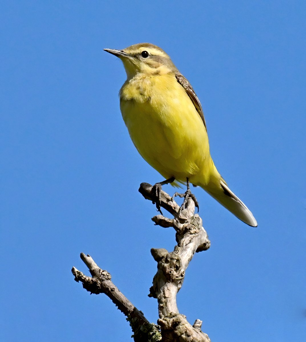 Yellow Wagtail against the blue sky! 😍 Taken at the weekend at Tealham Moor in Somerset. 🐦