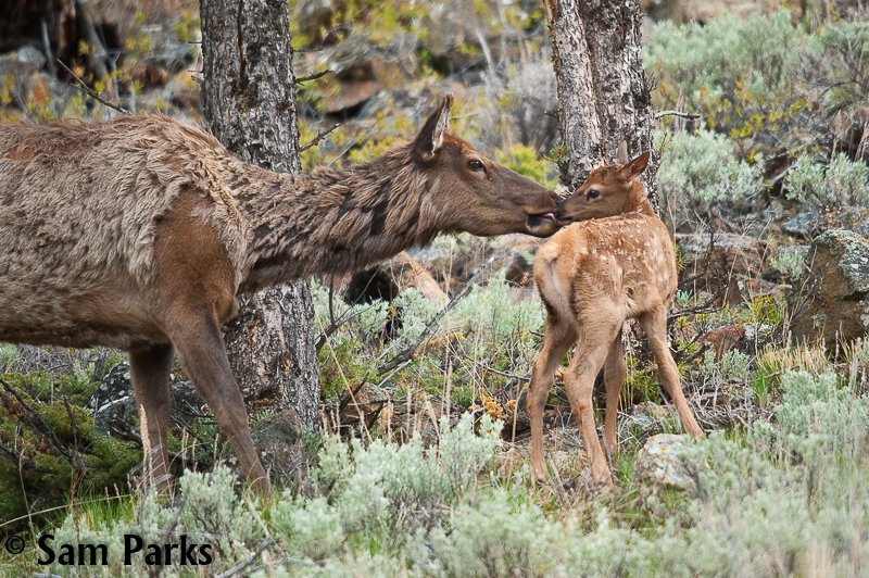 You might think that Wilderness is a great place to hike.

But wildlife think Wilderness is a great place to call home. 

#KeepWildernessWild