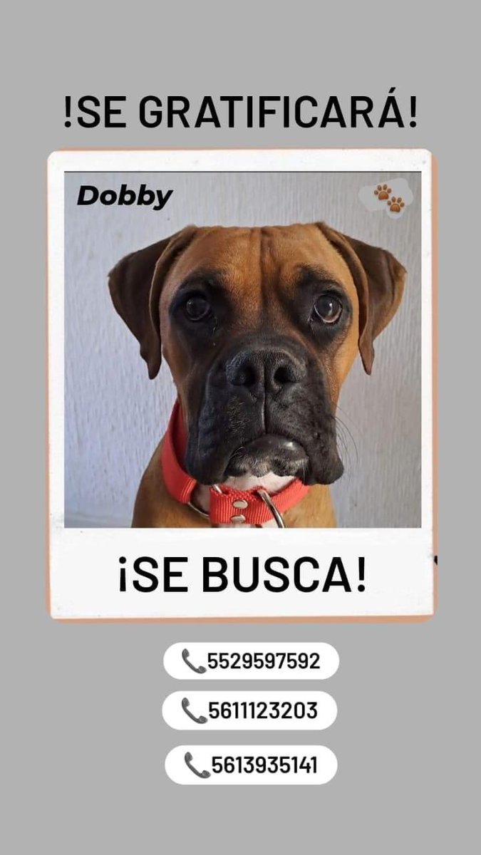 Ayúdenos a encontrar a Dobby, se perdió en Tultepec, Edo Mex.