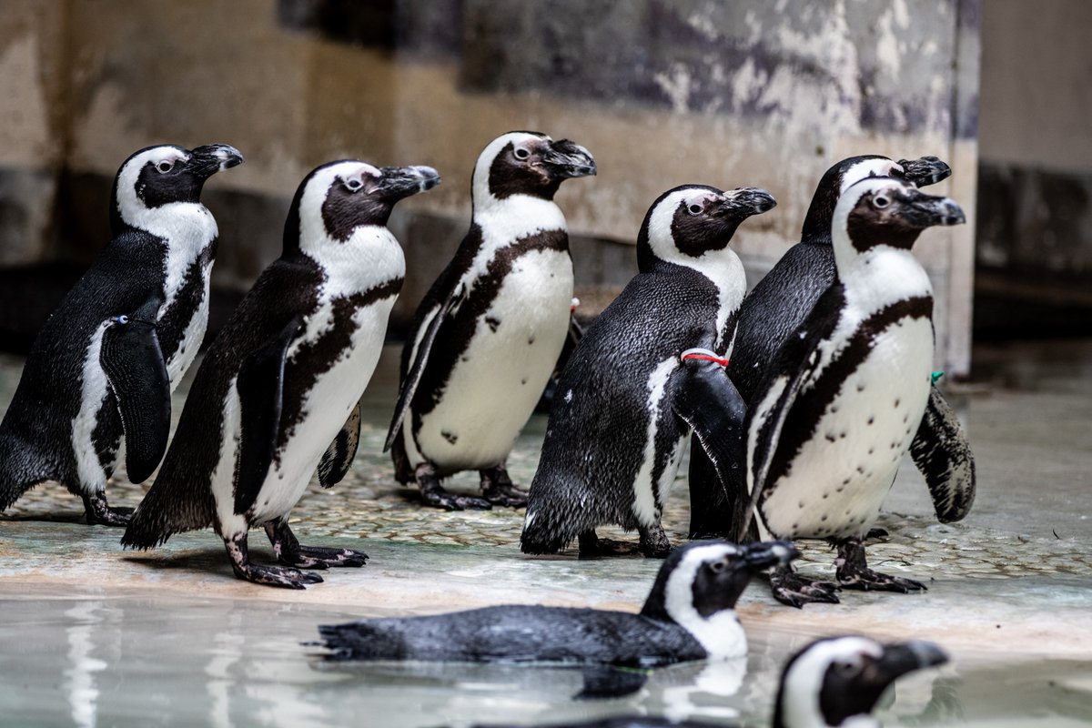Presenting the Nice and Naughty Penguin of the Month: April 2024 #WorldPenguinDay Edition 🐧 In celebration of this special day, we just couldn’t narrow down the competition 👀 Find out who took home the top honours ⬇️ bit.ly/3xQBZFb #PenguinPerformanceReview