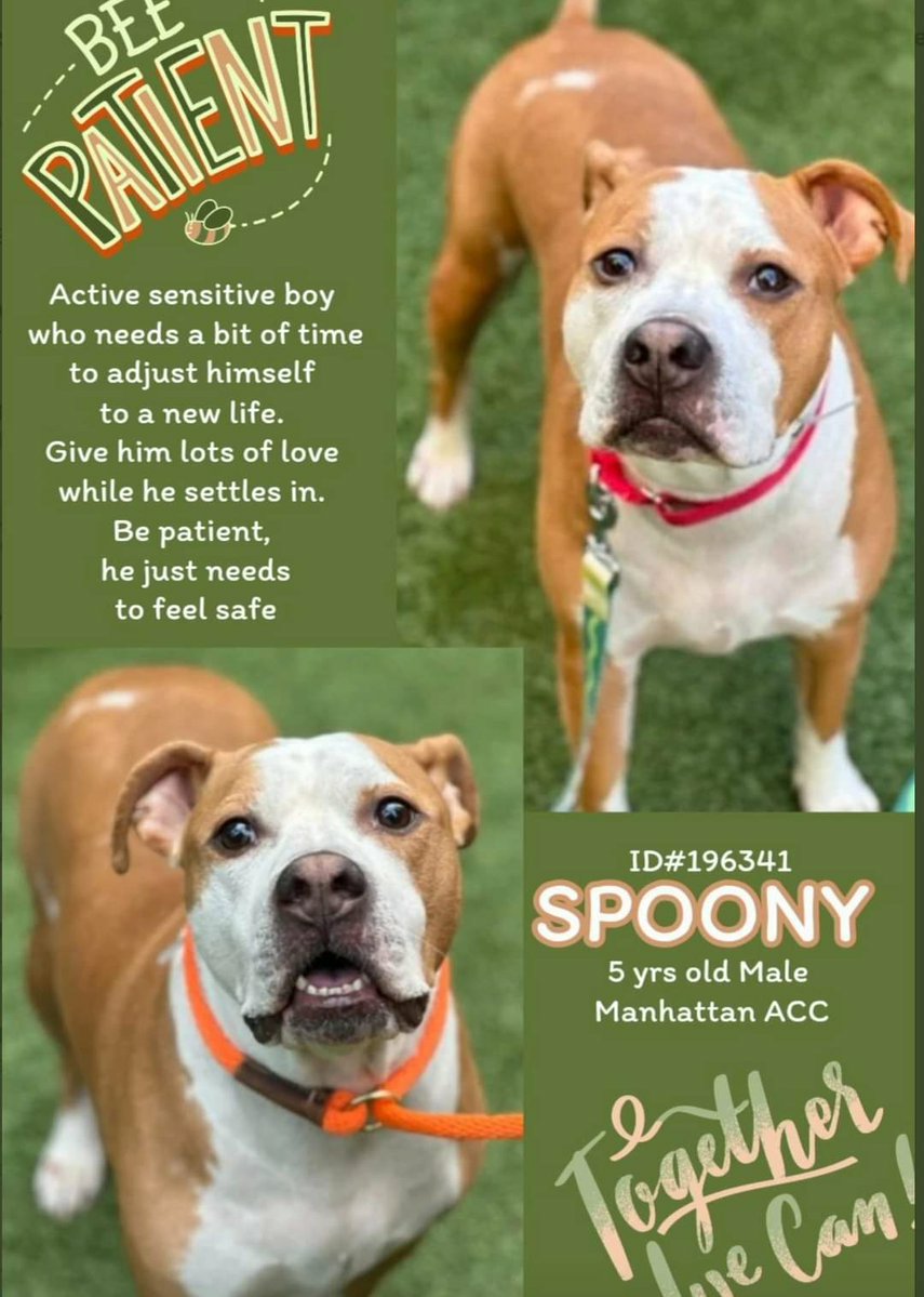🆘️ Kill Command on SPOONY💔 5yrs🆘️ Surrended Due to Landlord issues Friendly Active needs #Foster #Adopter Urgently ❌🙏 Rt Share #Pledge Dm @CathyPolicky @SuzanneSugar #FostersSaveLives 🐕